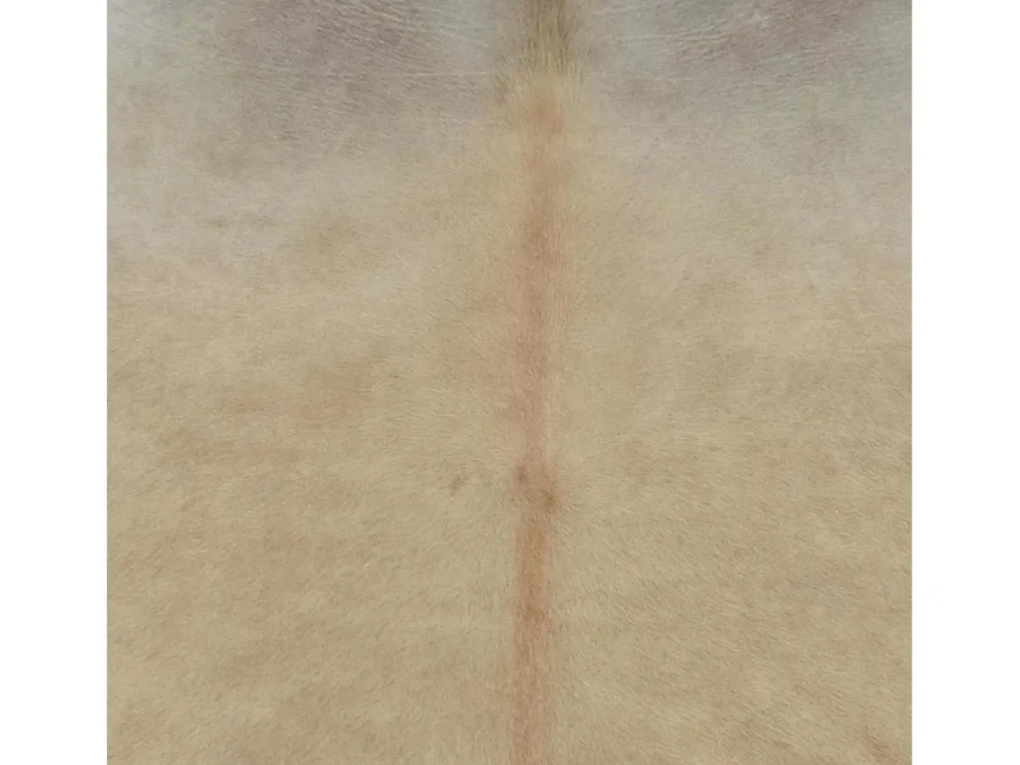 Alfombra de piel de vaca auténtica beige 180x220 cm
